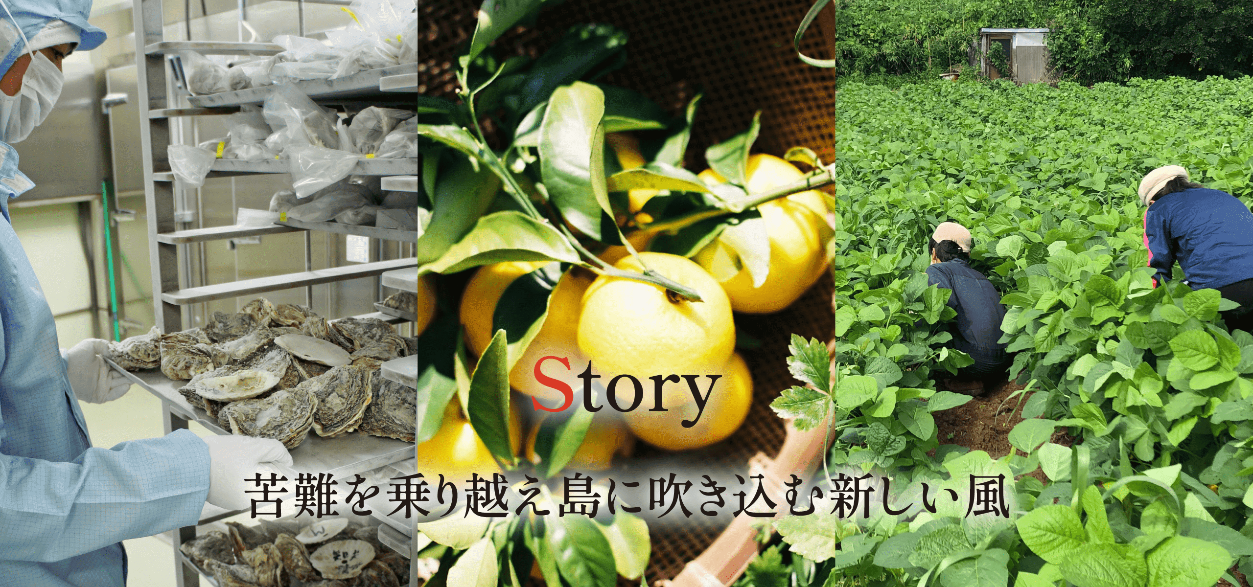 Story 苦難を乗り越え島に吹き込む新しい風